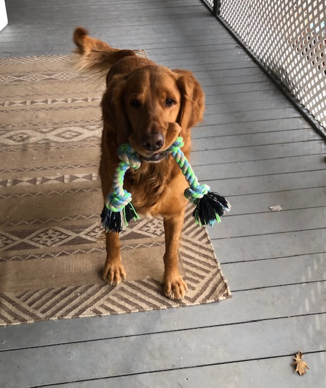 A brown dog is holding a rope toy in its mouth