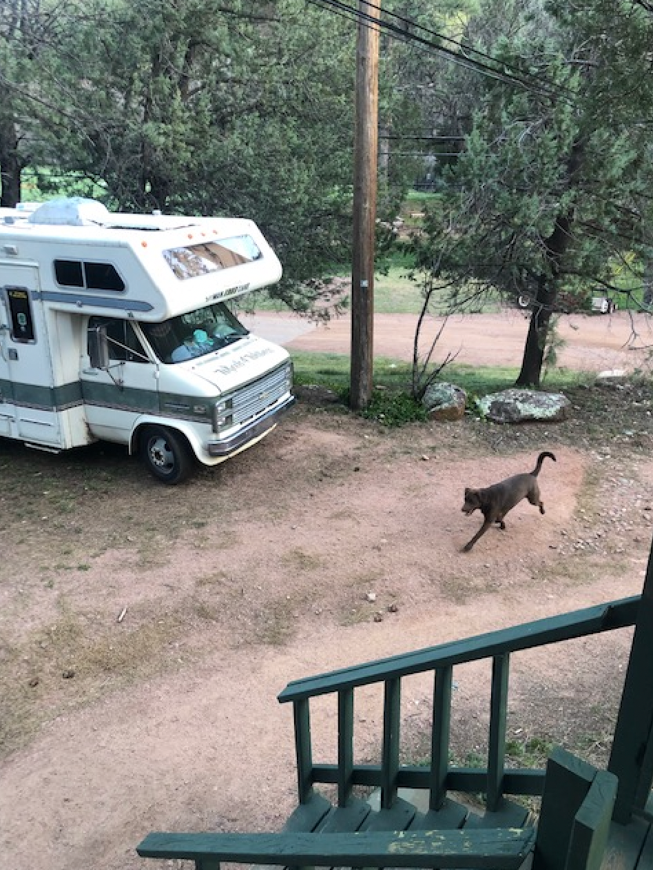 A dog is walking in front of a rv parked in a dirt lot.