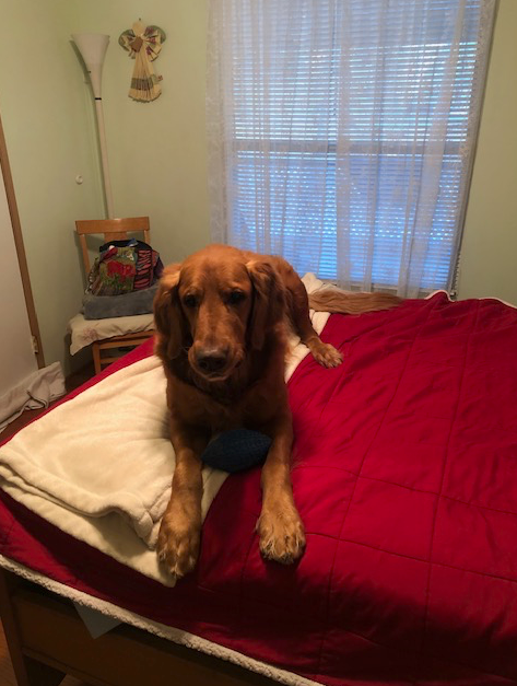 A dog is laying on a bed with a red blanket.