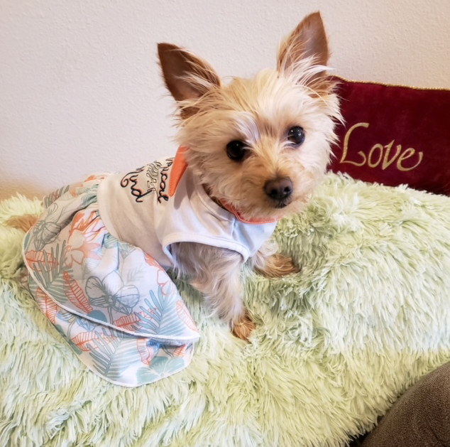 A small dog wearing a dress is sitting on a pillow that says love