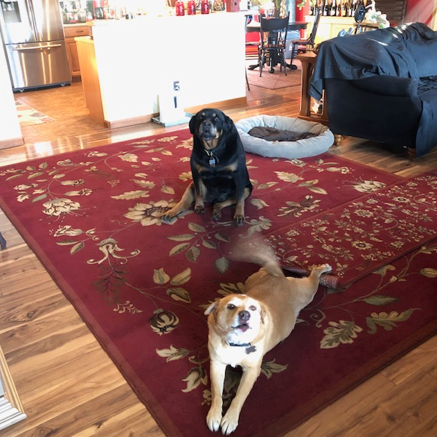 Two dogs are laying on a rug in a living room