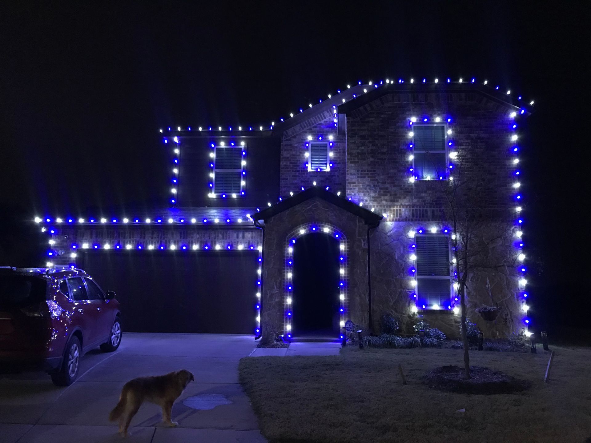 House lit with blue and white Christmas lights, a car parked in driveway, and a dog standing on the lawn.