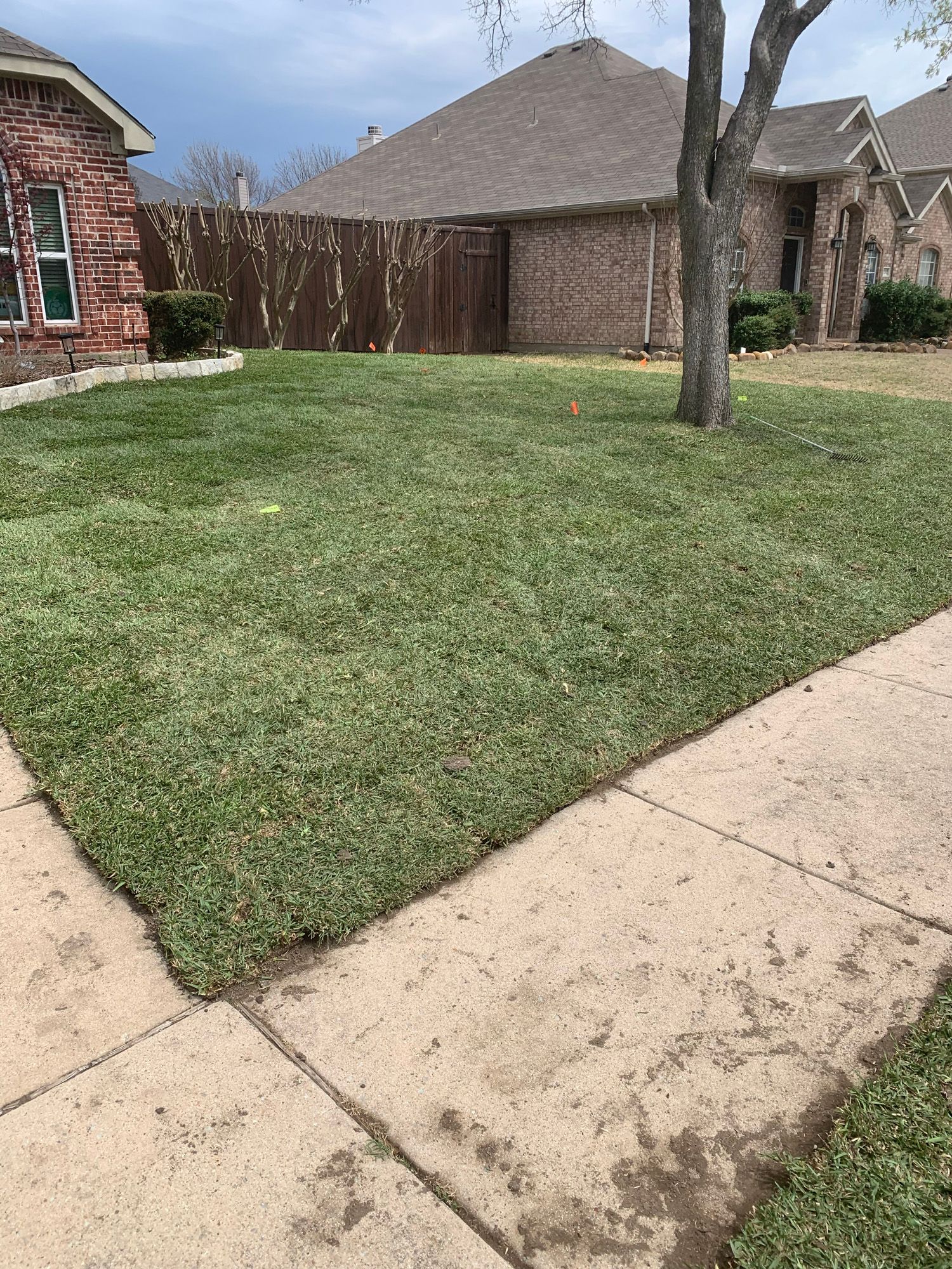A lush green lawn next to a sidewalk in front of a house.