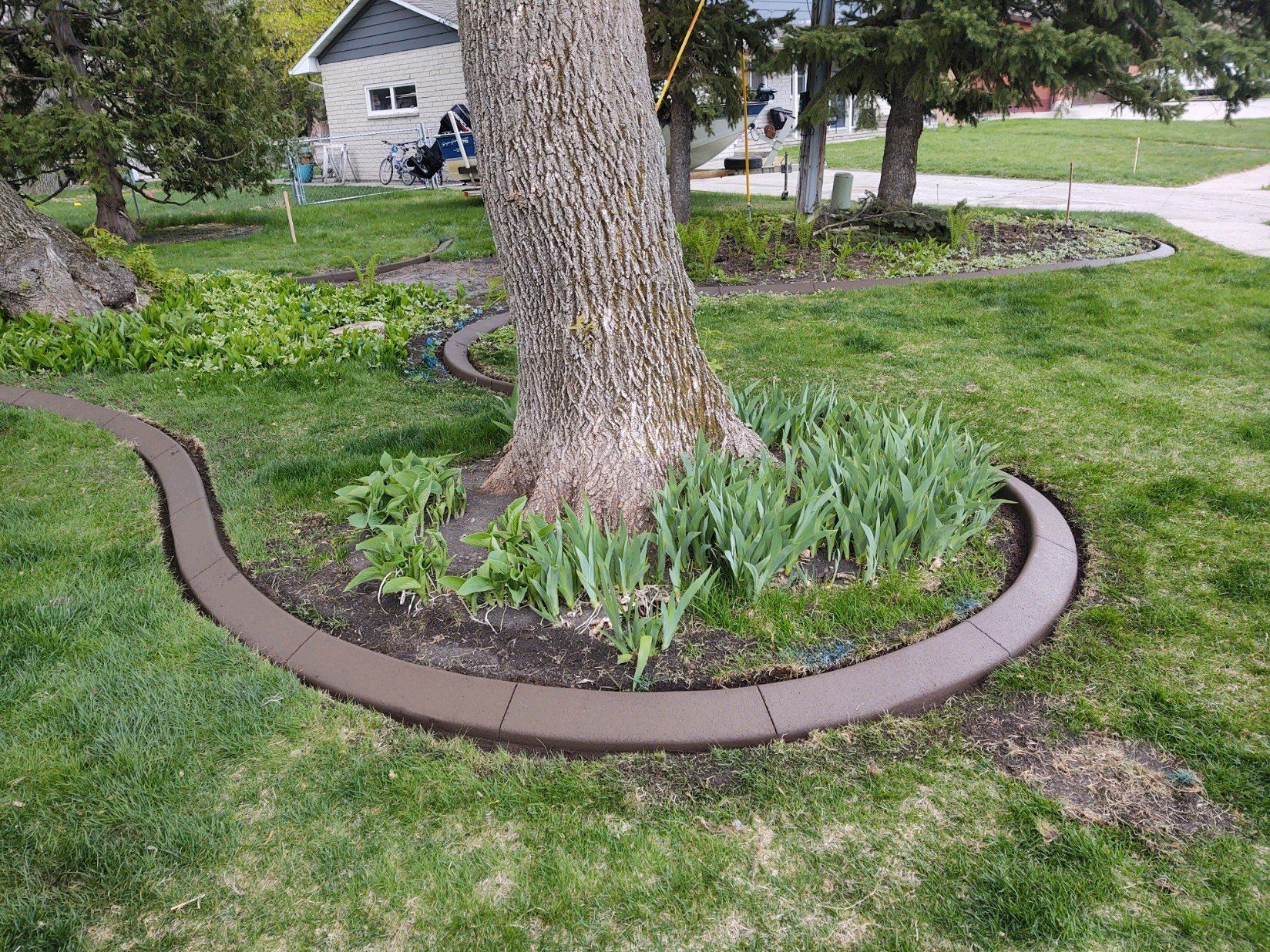 A tree in the middle of a lush green yard with a concrete curb around it.