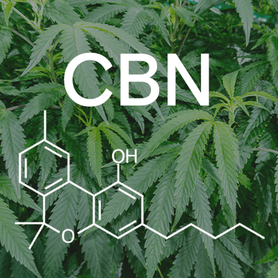 CBN Cannabis Edible Sleep