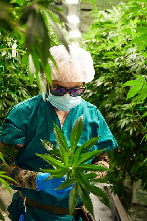 Man in PPE looking at a large cannabis leaf