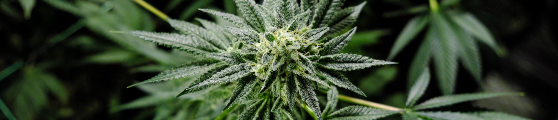 Cannabis flower