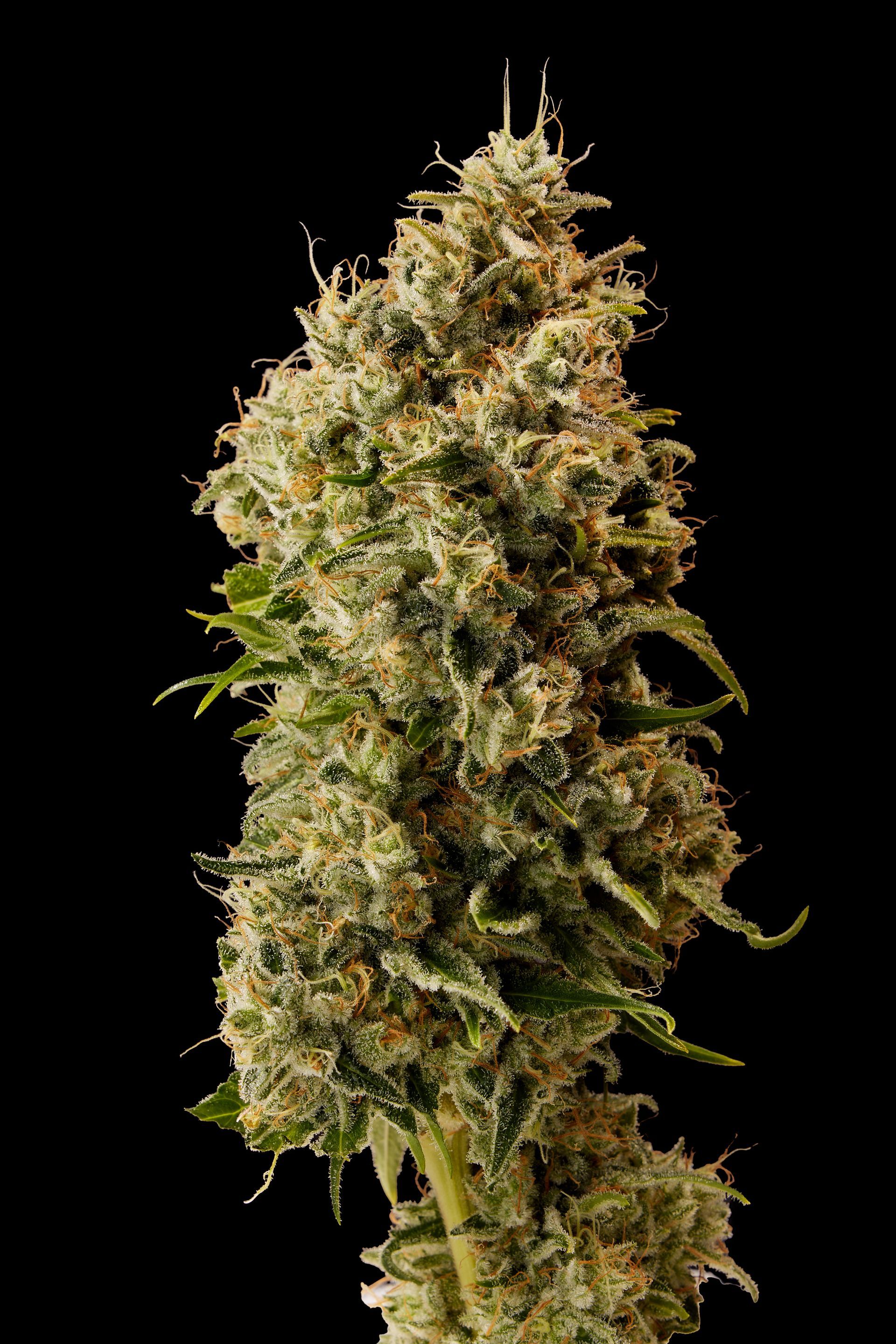 caffeine dream cannabis strain closeup