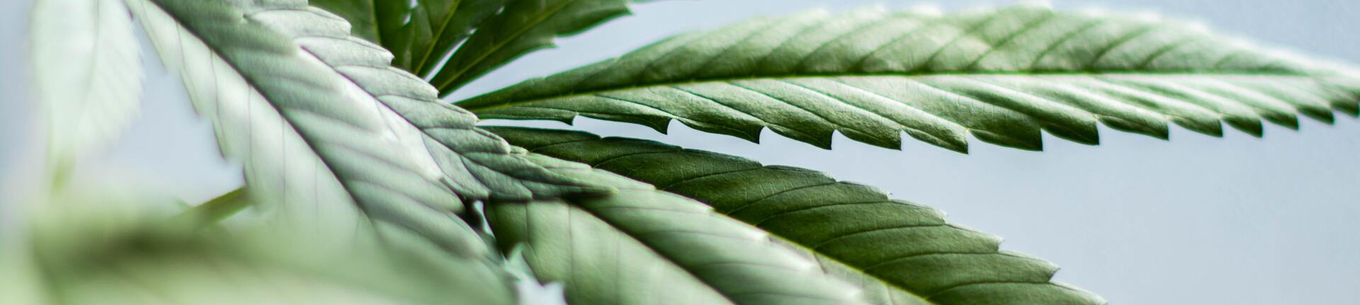 Closeup of a cannabis leaf