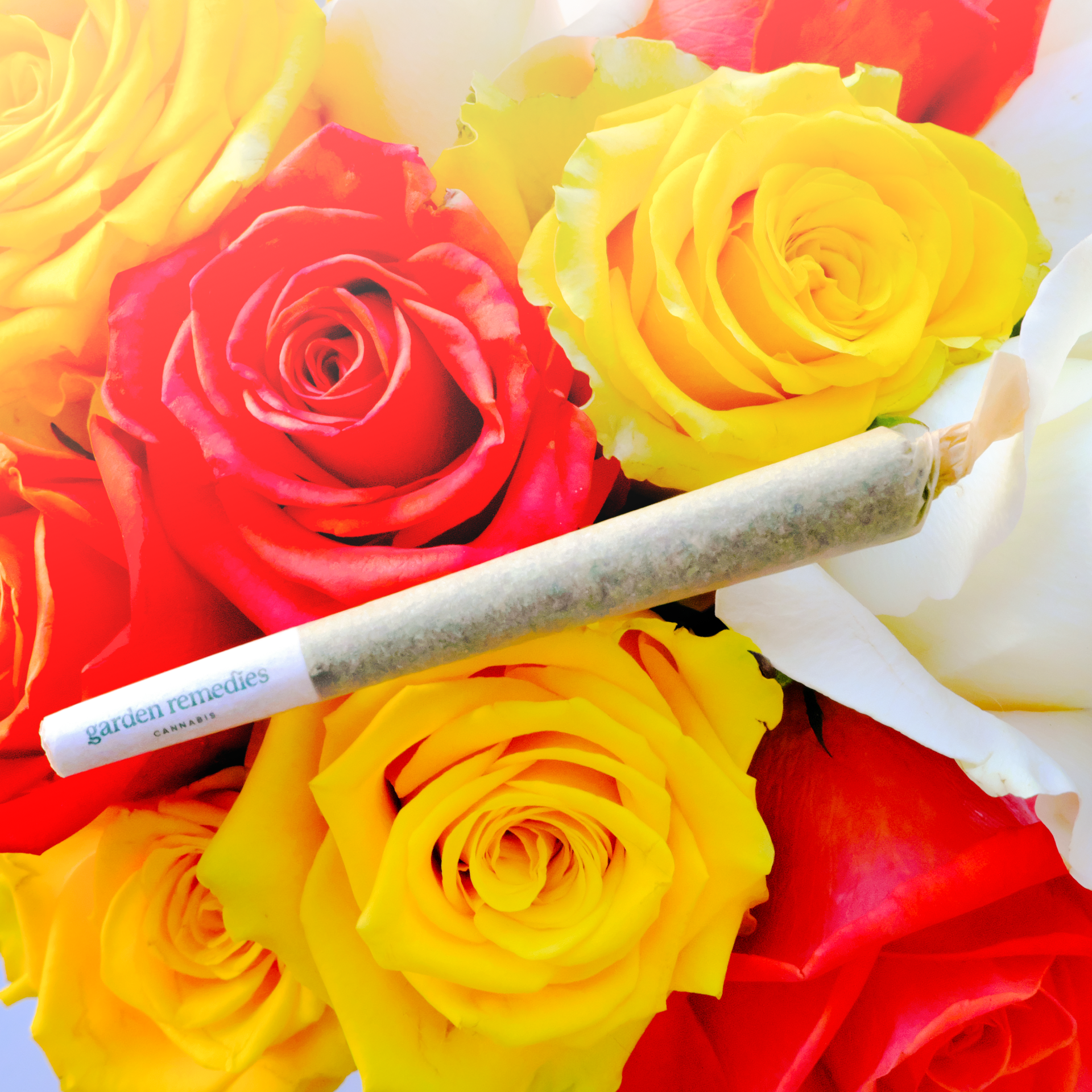 Pre-Roll joint in front of roses