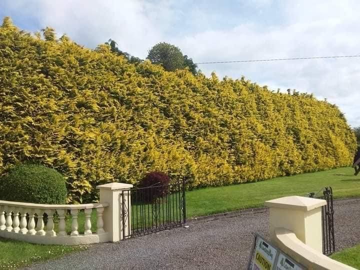 Tall yellow hedge along a driveway beside a white fence and gate under a cloudy sky