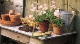 piante in vaso pronte per la piantumazione