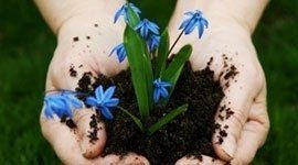 pianta pronta per essere piantumata