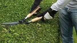 giardiniere durante la potatura di una siepe