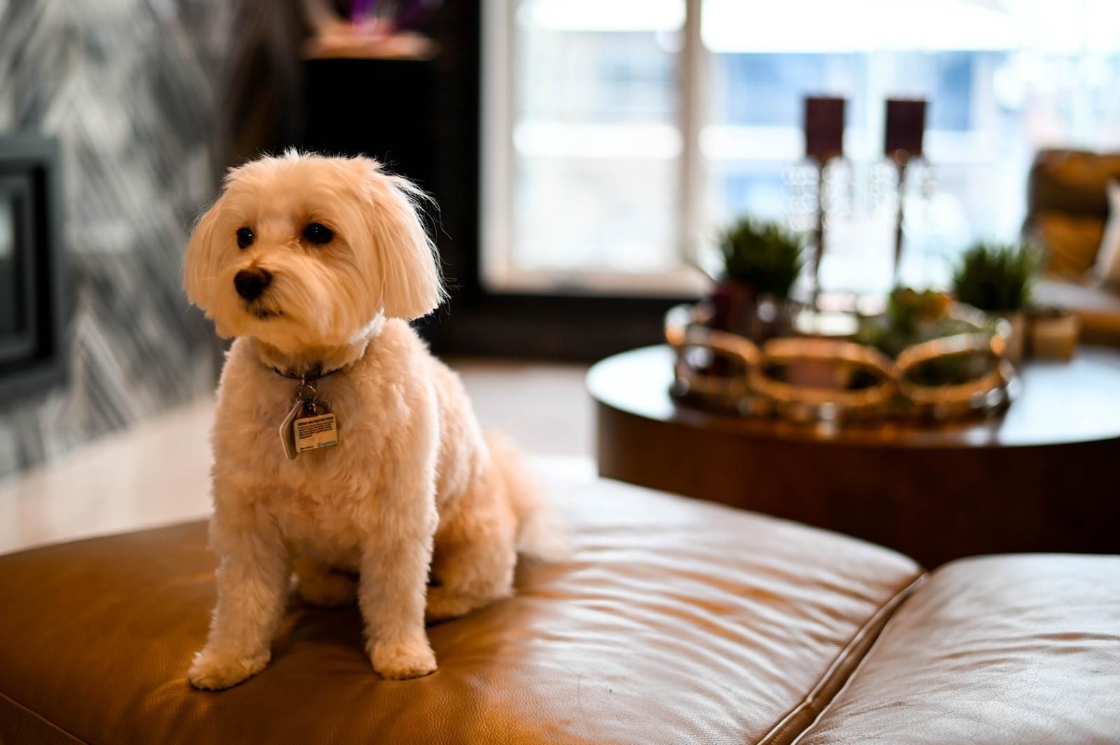A small white dog is sitting on a brown ottoman in a living room.