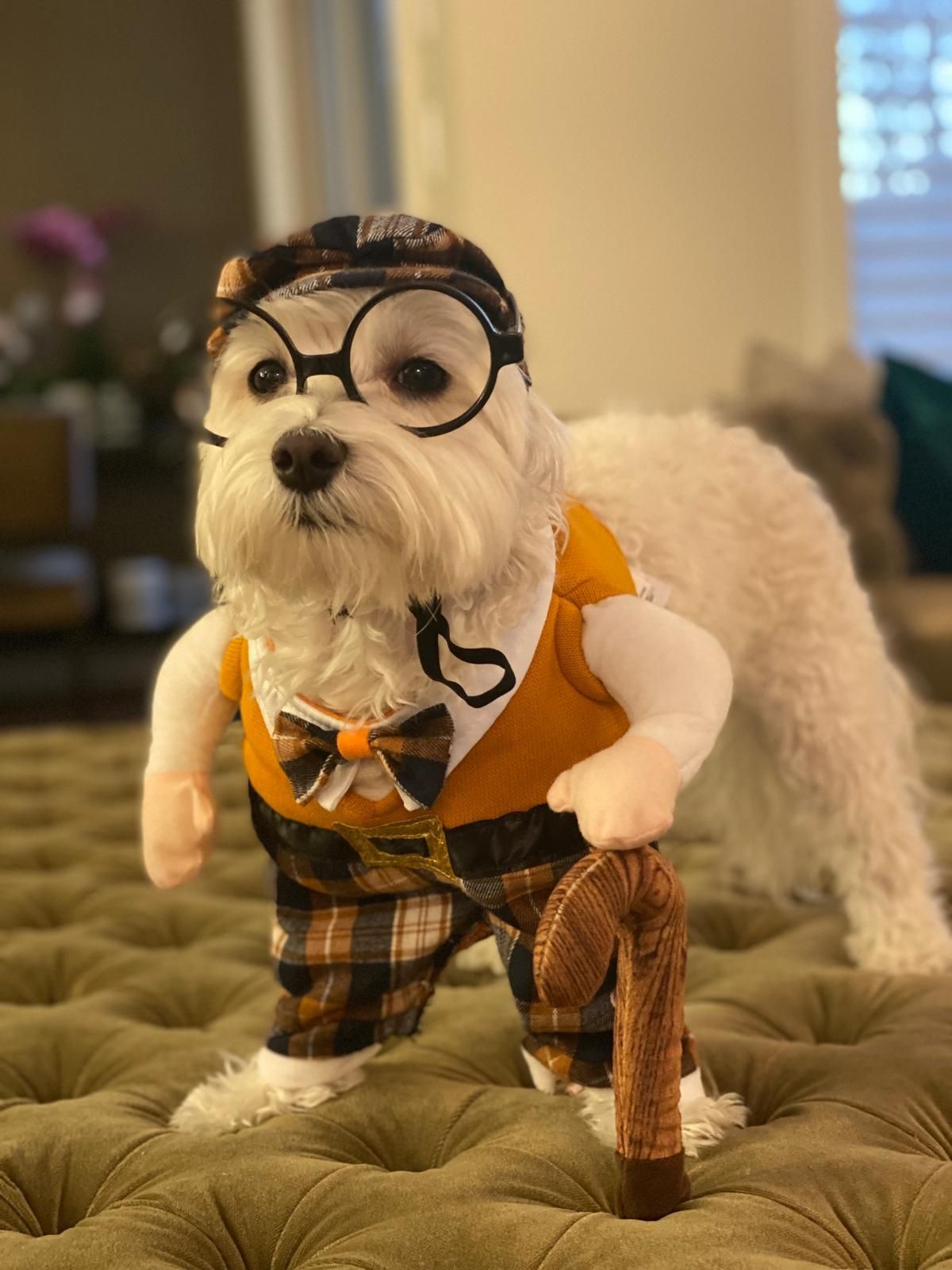 A small white dog wearing glasses and a cane is standing on a bed.