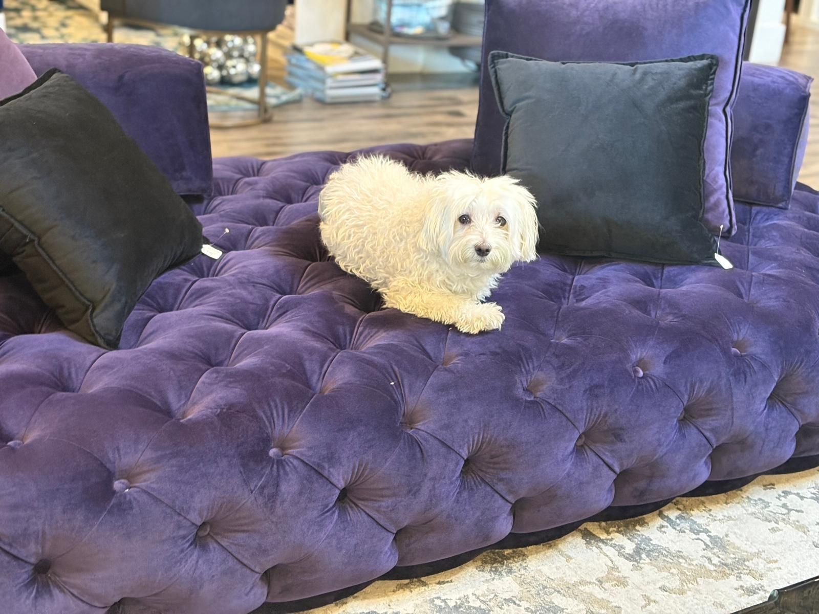 A small white dog is laying on a purple couch