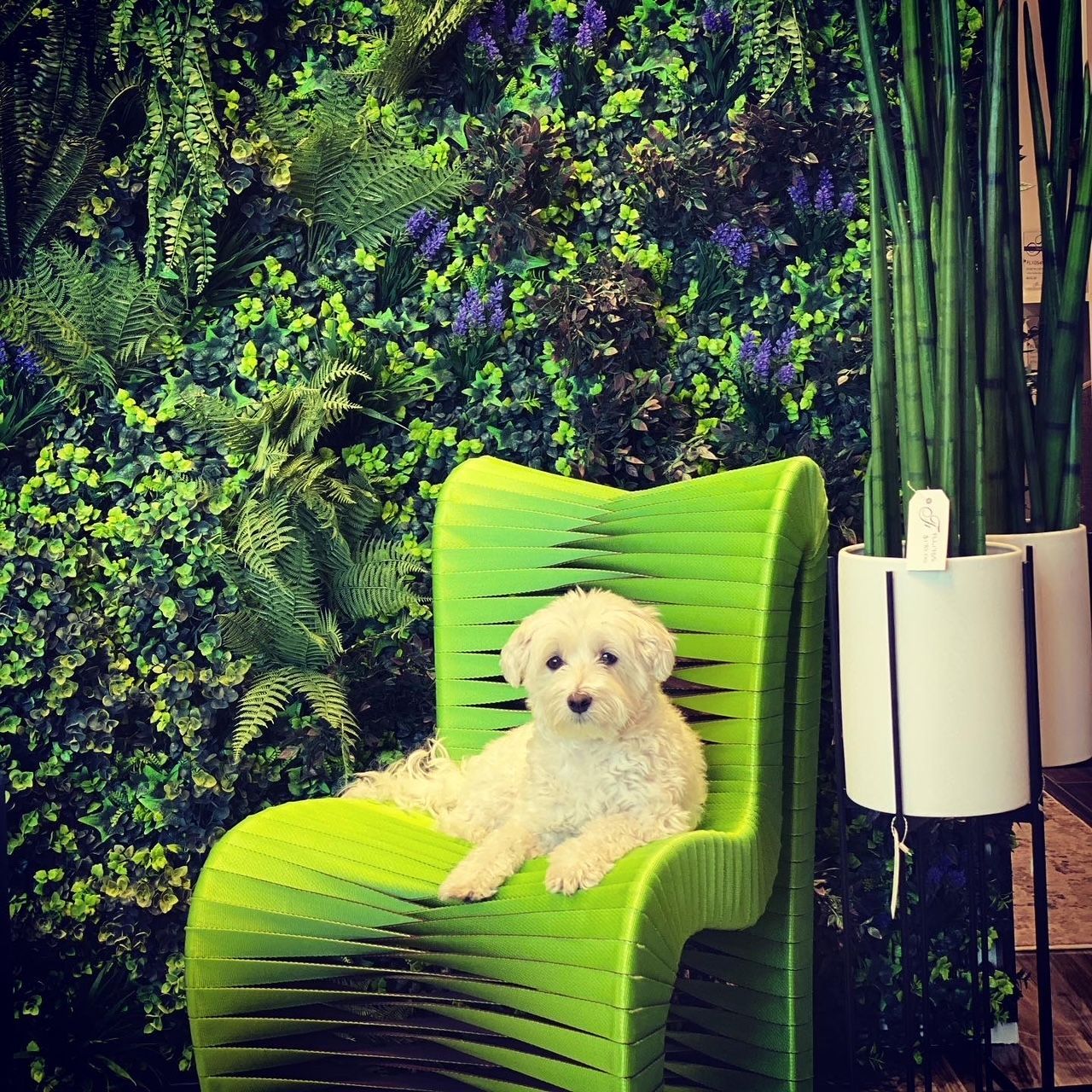 A small white dog is sitting on a green chair