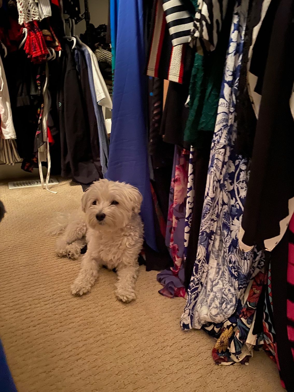 A small white dog is laying in a closet full of clothes