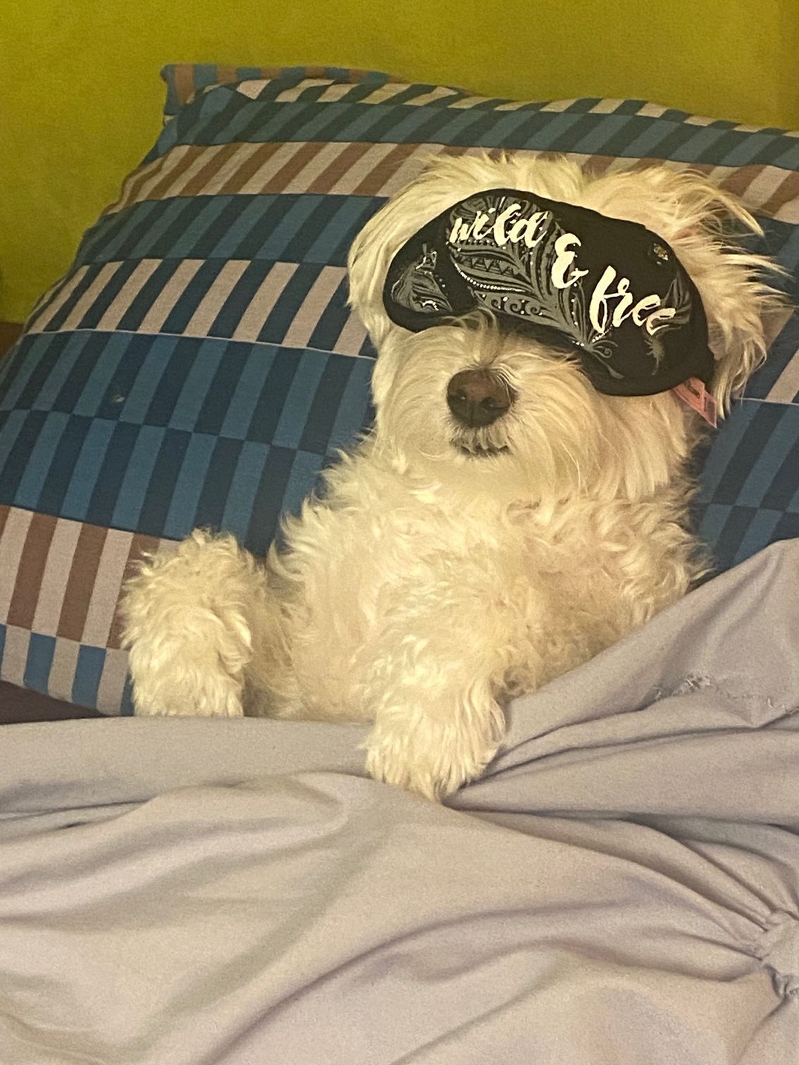 A small white dog wearing a sleep mask that says wild & free