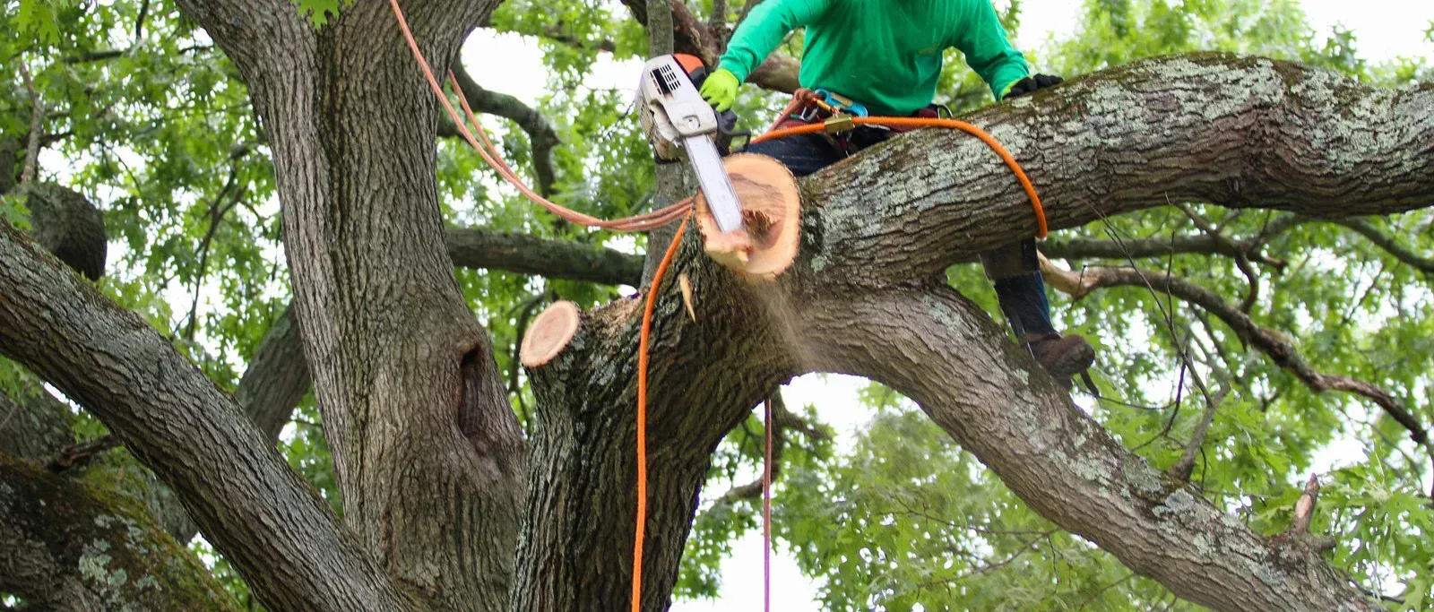Arborist cutting a tree branch with a chainsaw, secured by a rope.
