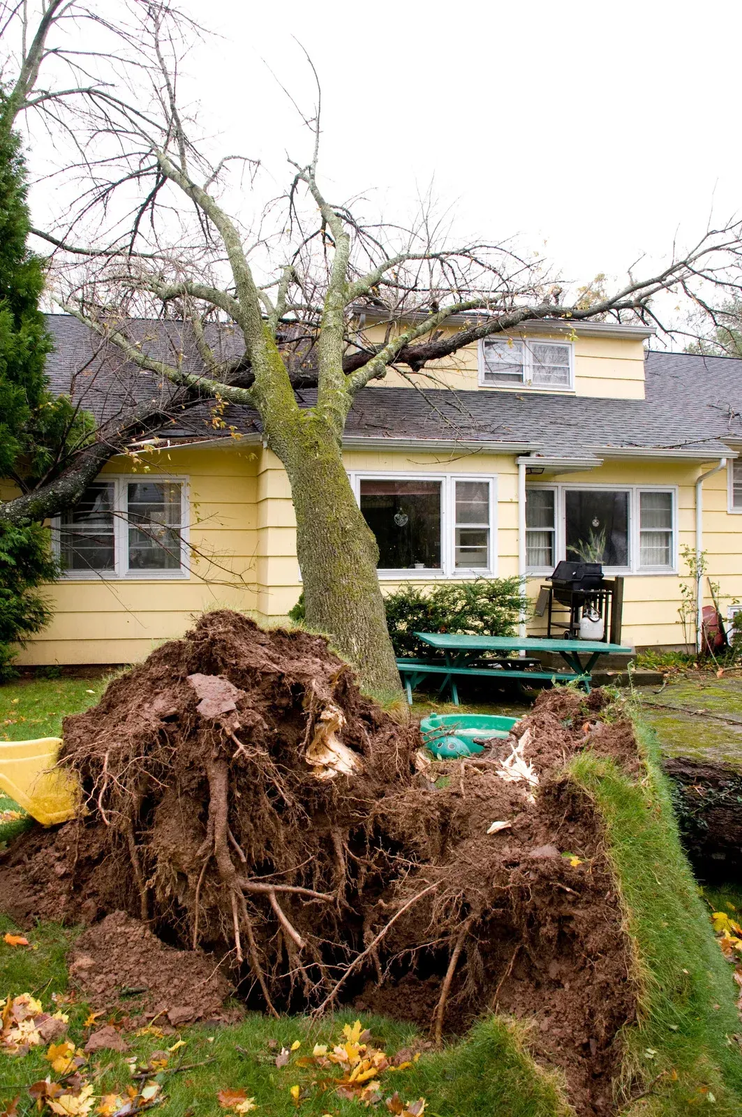 Tree uprooted in yard, leaning against a yellow house with a picnic table underneath.