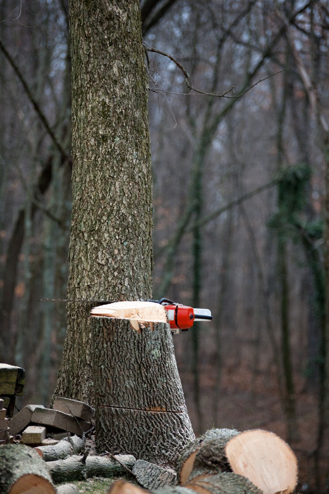 Chainsaw cutting a tree trunk in a wooded area, with cut logs in the foreground and a blurry background of trees.
