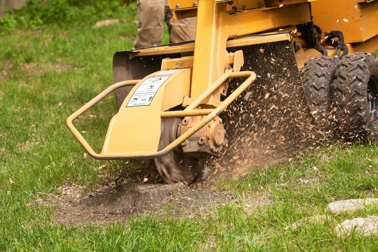 Yellow stump grinder removing a tree stump in a grassy yard, spraying wood chips.