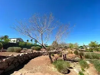  Henderson Artificial Turf - A solitary tree standing in a barren desert landscape, with dry ground and scattered rocks around it under a clear sky