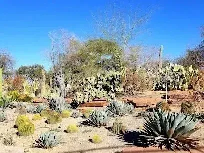 Henderson Artificial Turf - A group of various cactus plants standing together in an outdoor desert setting, with a clear blue sky in the background.