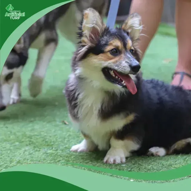 Henderson Artificial Turf - A happy, fluffy corgi with a black and tan coat sits on artificial grass, tongue out, with a person’s foot in sandals nearby.