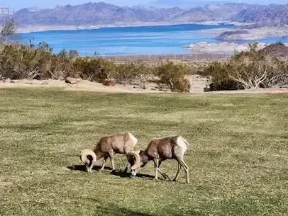 Henderson Artificial Turf - sets the stage for this scenic image of Hemenway Park, where two bighorn sheep graze on a grassy field with Lake Mead and surrounding desert