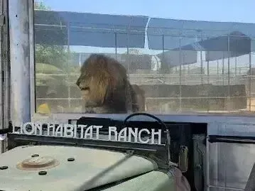 Henderson Artificial Turf - A lion sits behind a mesh enclosure at a safari park, with the words 