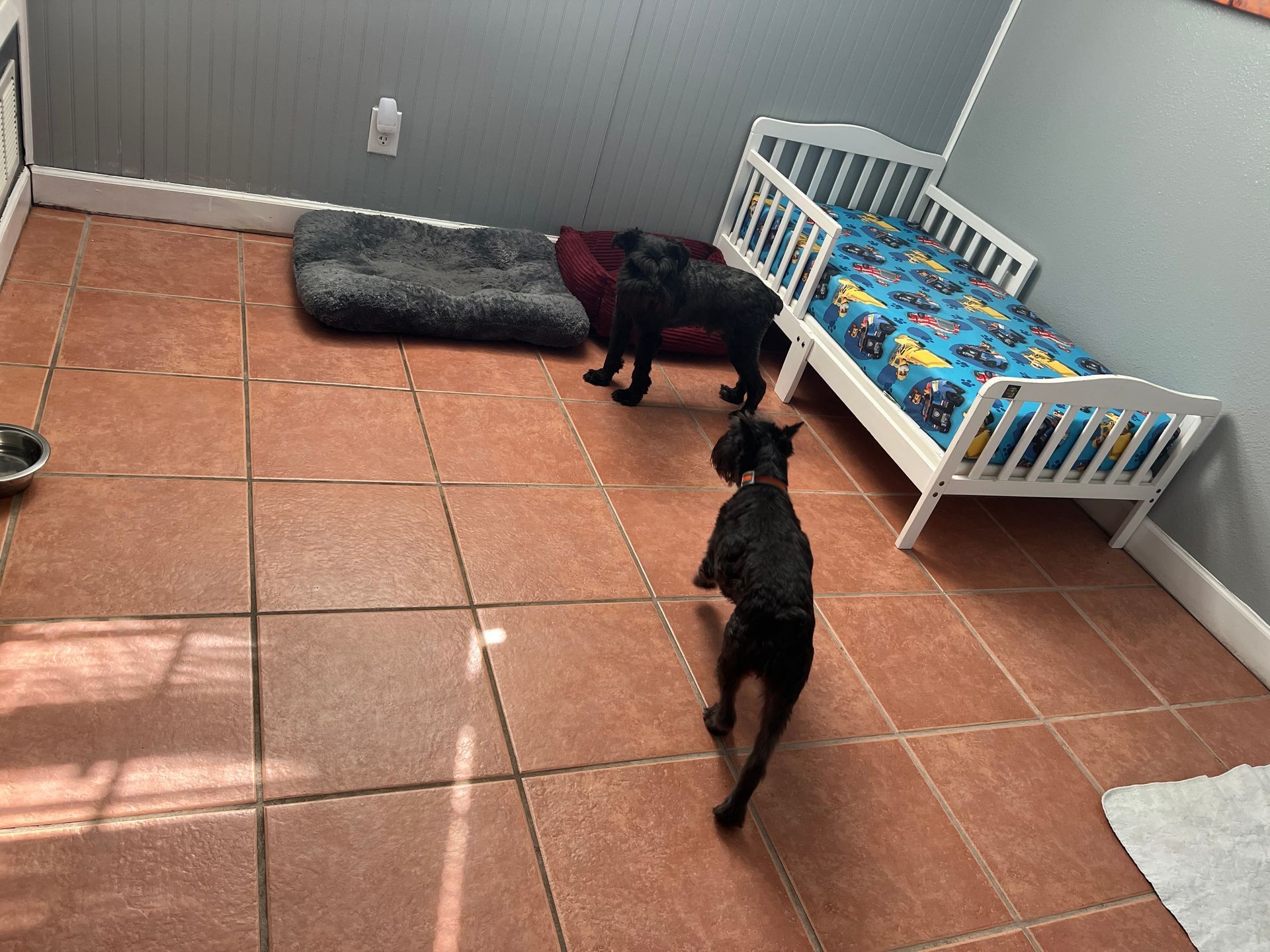 Dog sleeping on its back