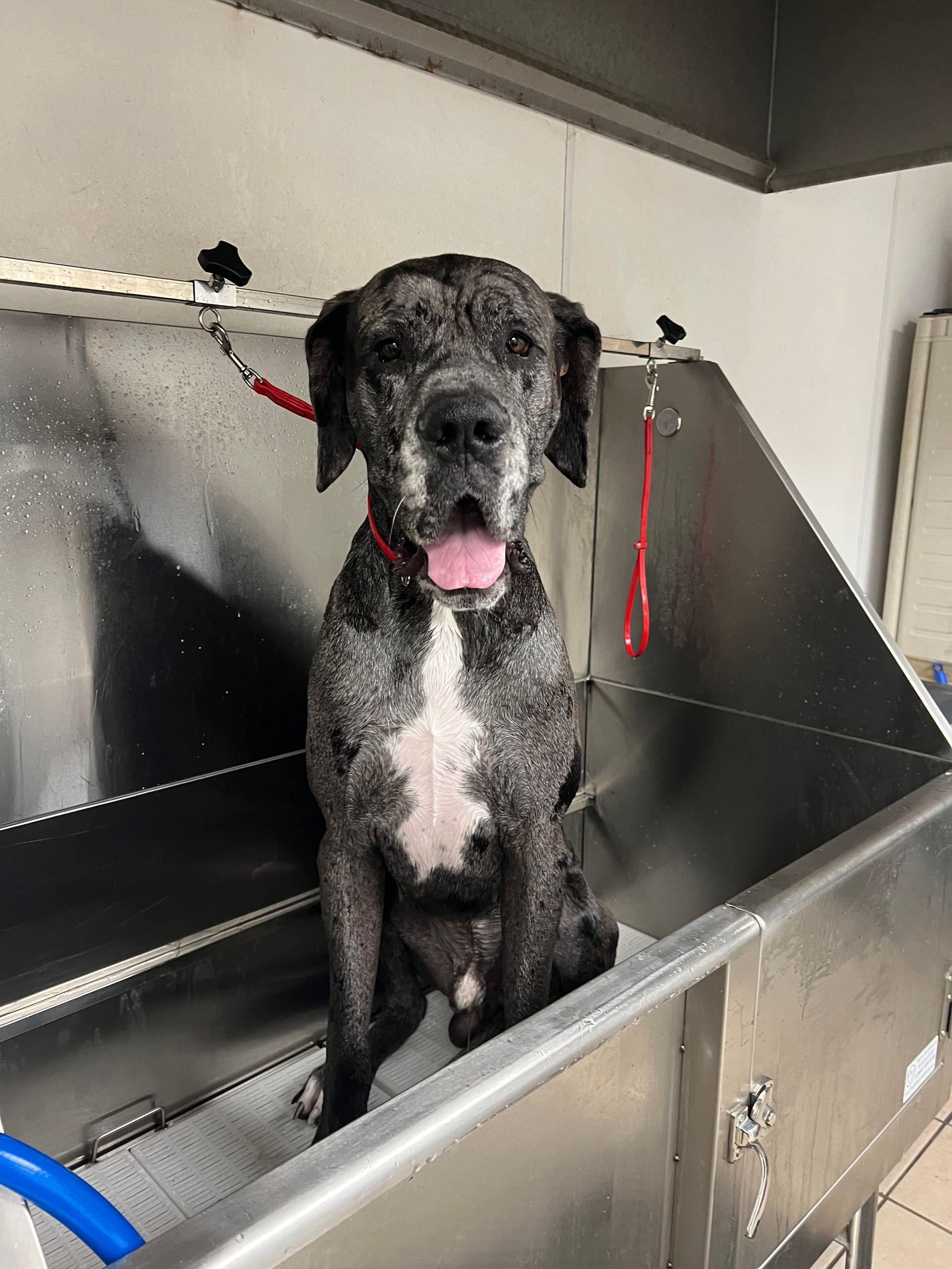 Dog in a stainless steel grooming tub with wet spotted fur, red collar, and happy expression.