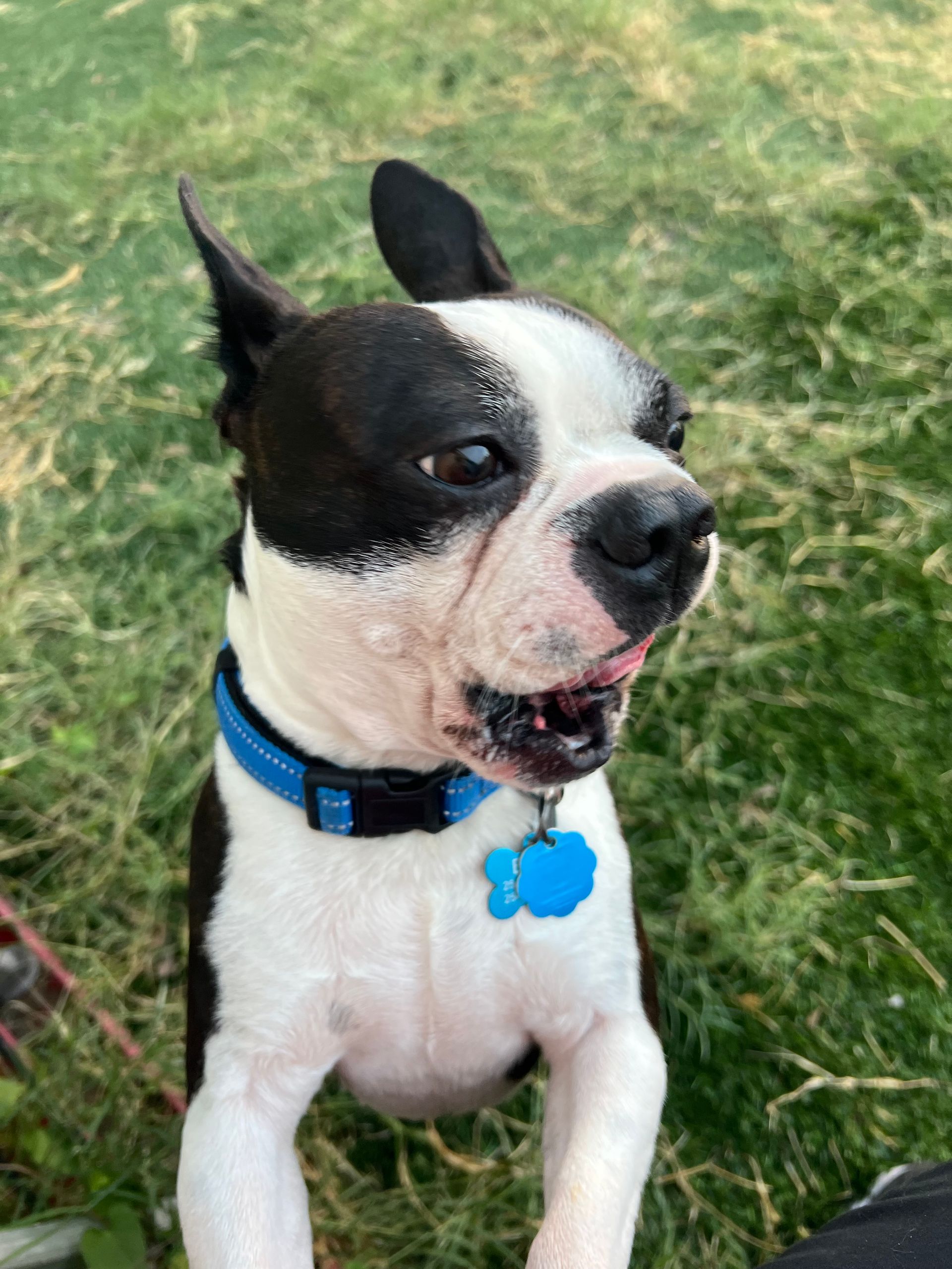 Boston Terrier with a black and white coat wearing a blue collar, standing on hind legs, grassy background.