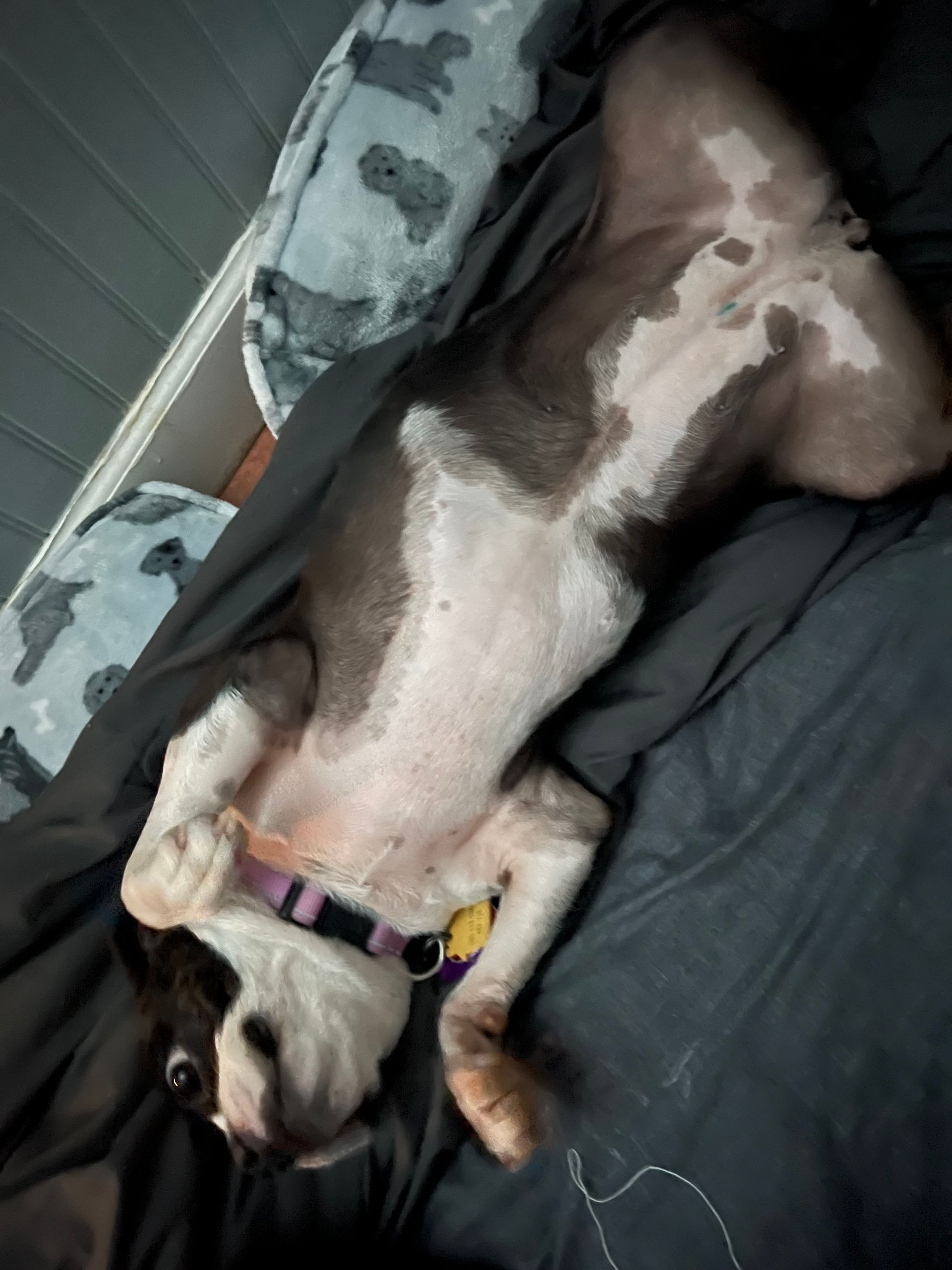 Dog lying on its back on a bed, looking at camera. White and brown fur, wearing a collar.