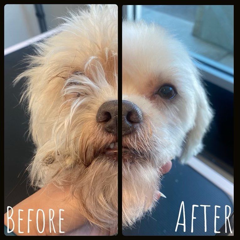 Before and after grooming of a small, white dog