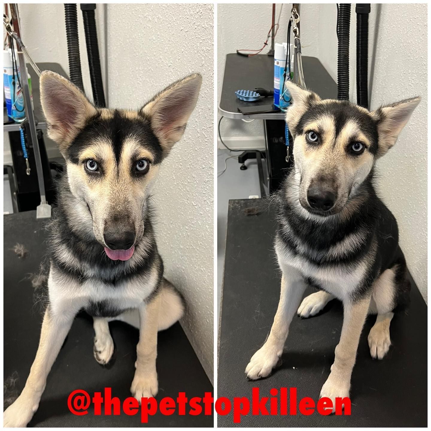 Two photos of a husky dog before and after grooming