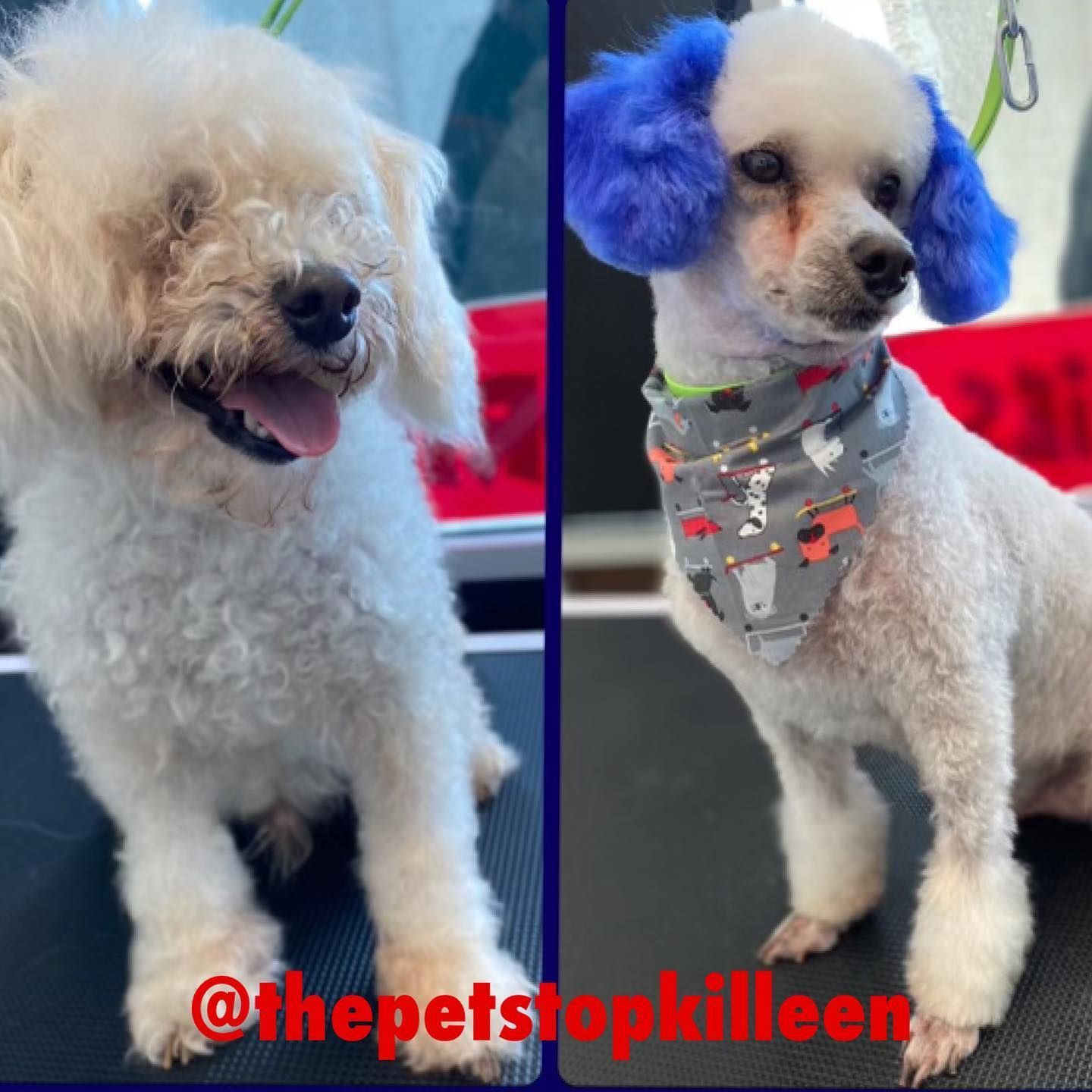 Dog before and after grooming