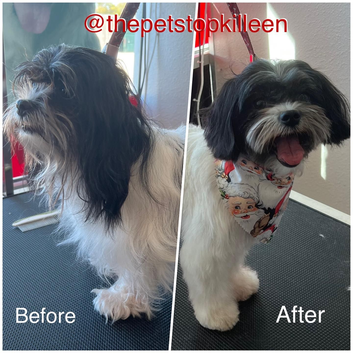 Dog grooming transformation