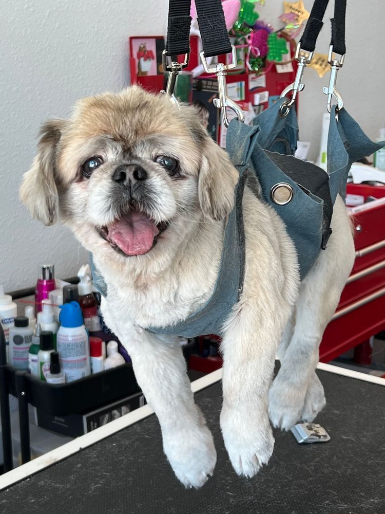 Pekingese dog