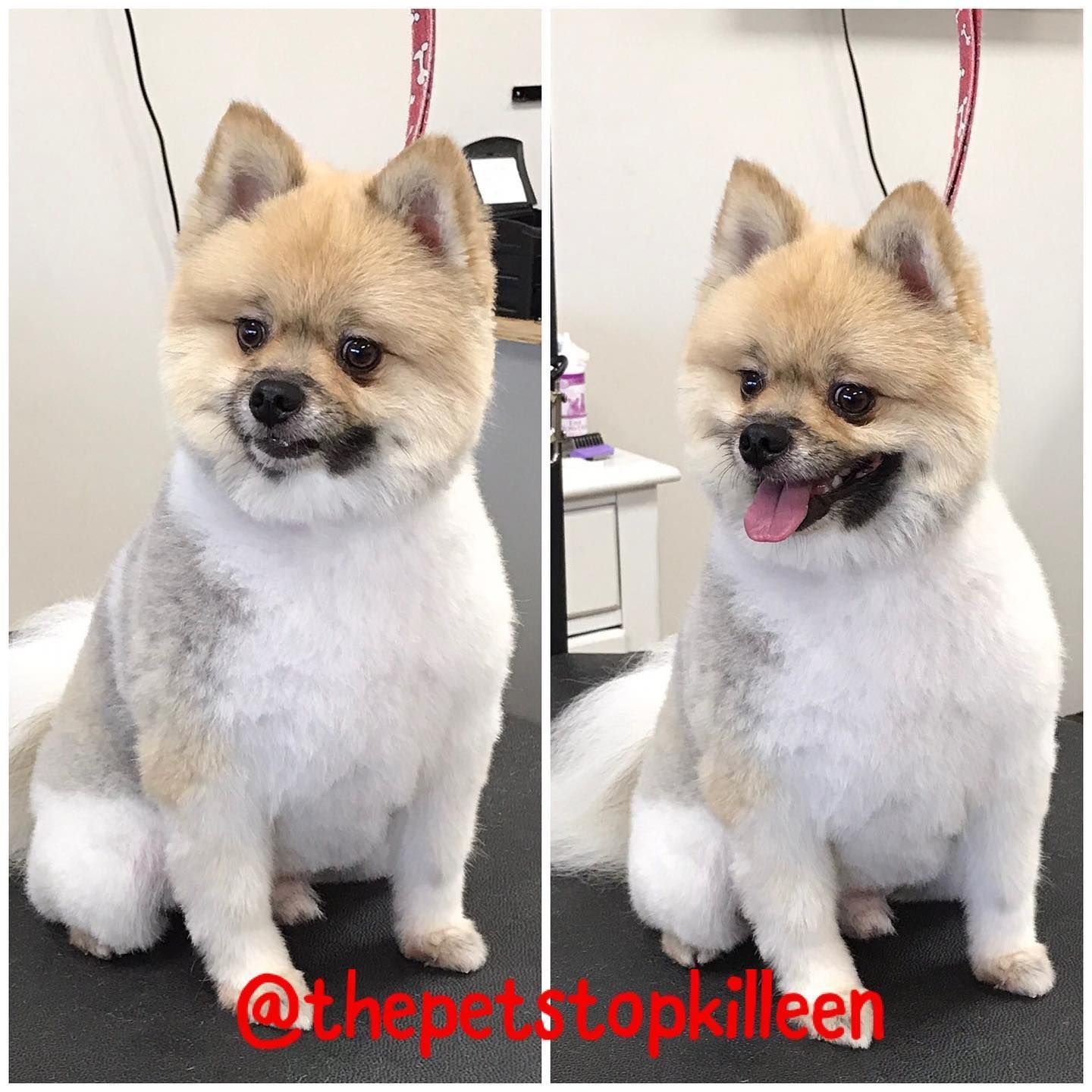 Two photos of a fluffy tan and white pomeranian dog