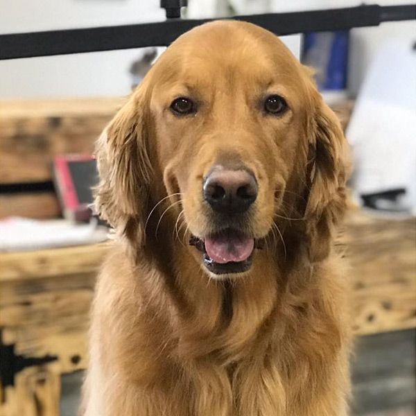 Golden retriever dog smiling