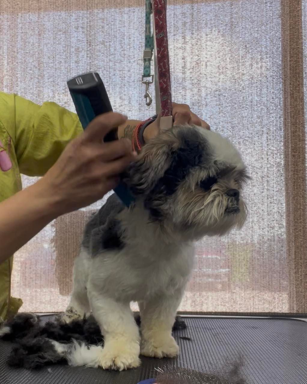 Dog being groomed
