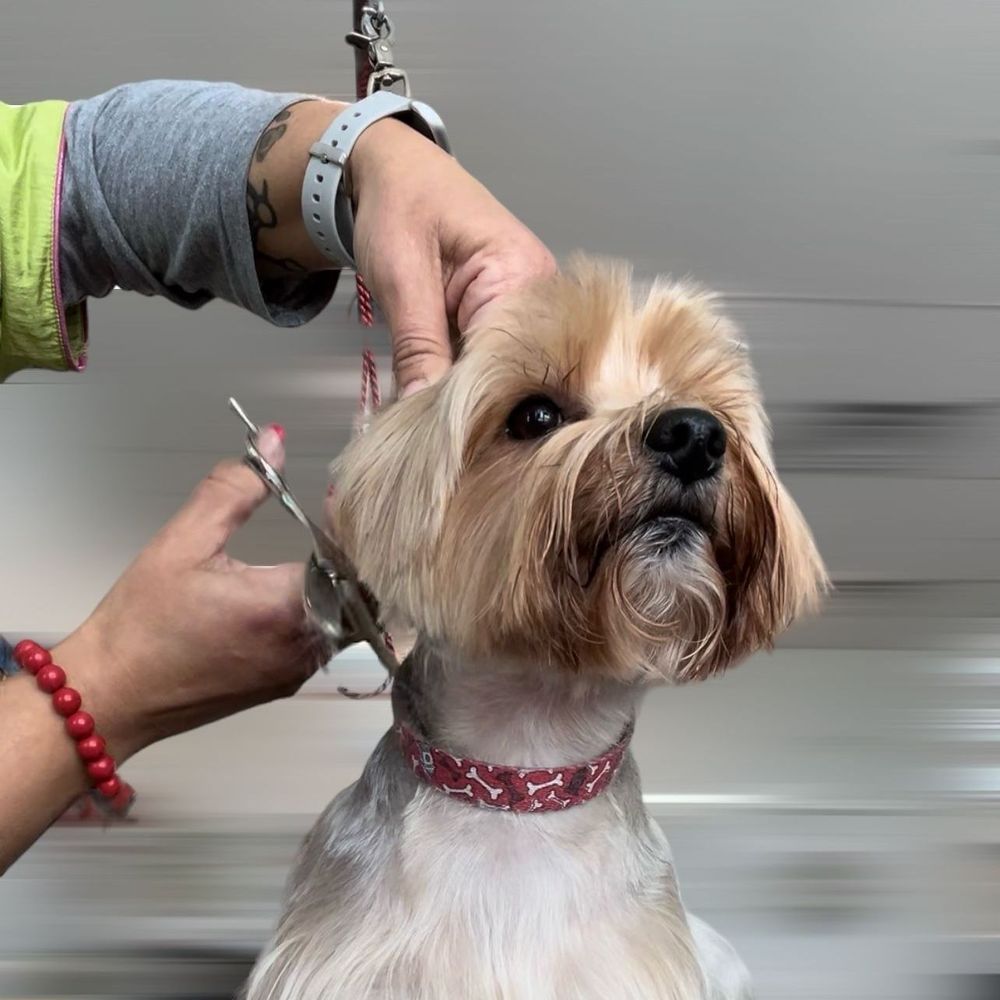 A small dog being groomed