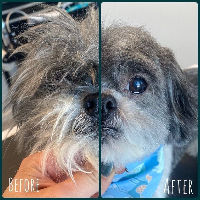 Before and after grooming of a gray shih tzu dog