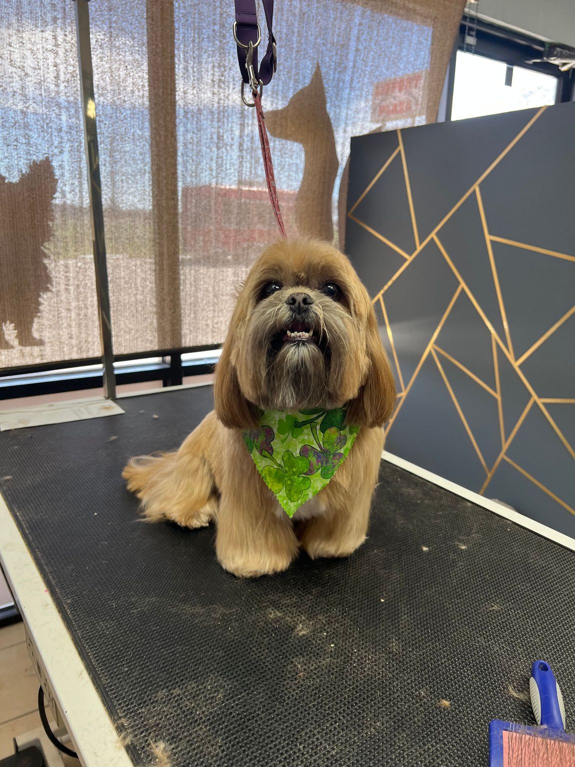 Tan-colored shih tzu with a green bandana on a grooming table