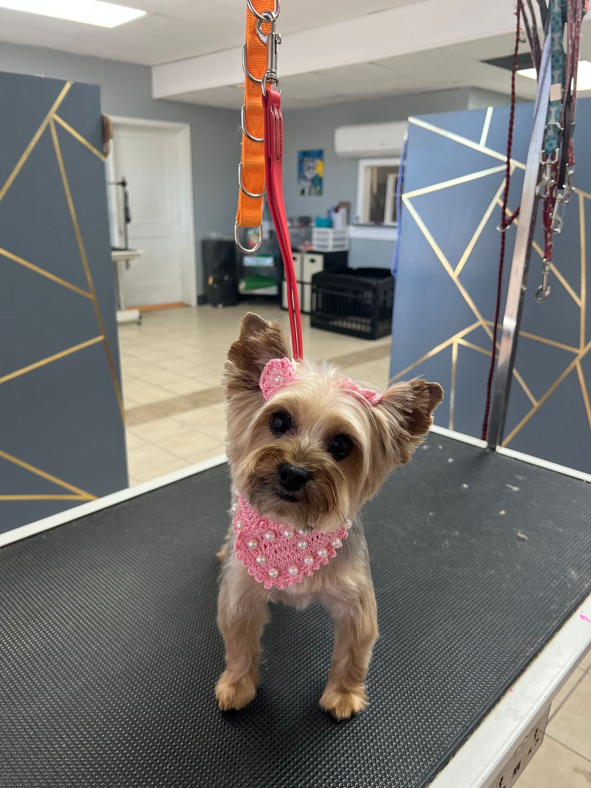 Yorkshire terrier dog with a pink bow and bandana