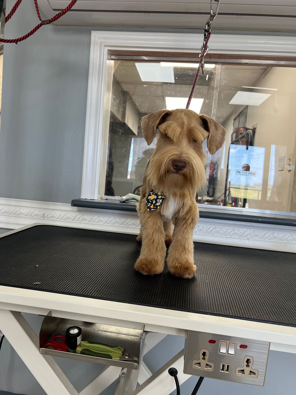 Brown dog with a perfectly groomed coat stands on a grooming table, bow tie at chest.